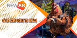Đá Gà Campuchia Tại New88 Lịch sử, Luật chơi, Cách đặt cược&nbsp;
