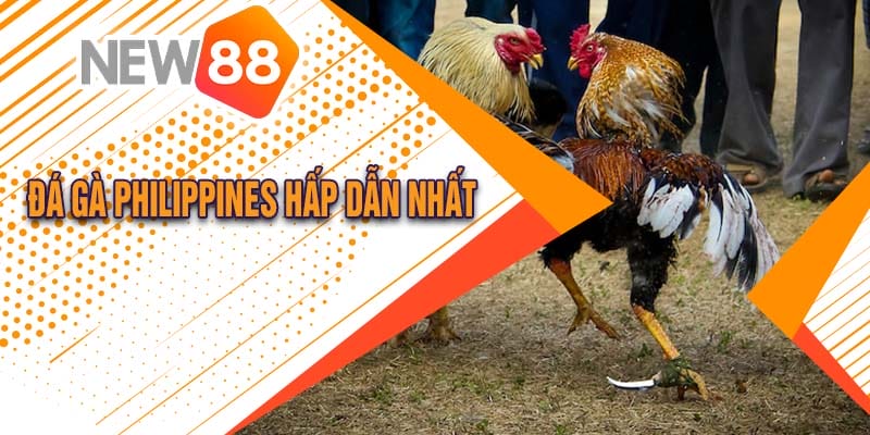 Đá Gà Philippines Tại New88 Cực Hấp Dẫn 2024 - hình ảnh - vipnews88.com Đá Gà Philippines Tại New88 Cực Hấp Dẫn 2024 - hình ảnh - vipnews88.com